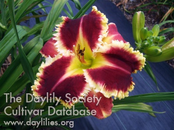 Daylily Armed to the Teeth